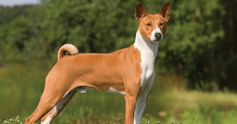Basenji