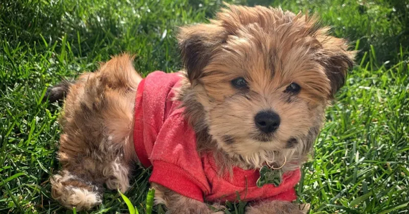 Morkie
