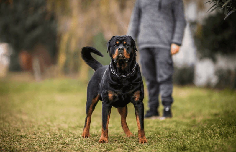 Rottweiler