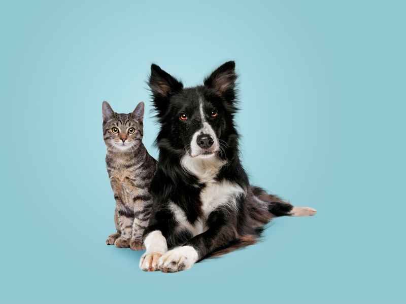 Collie