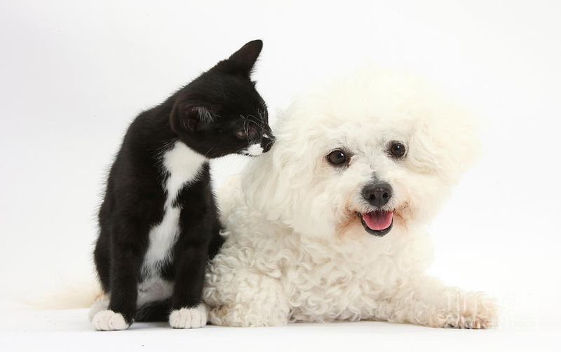 Bichon Frise