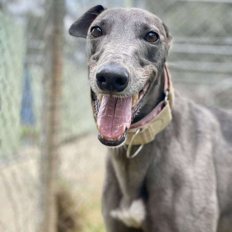 Greyhound