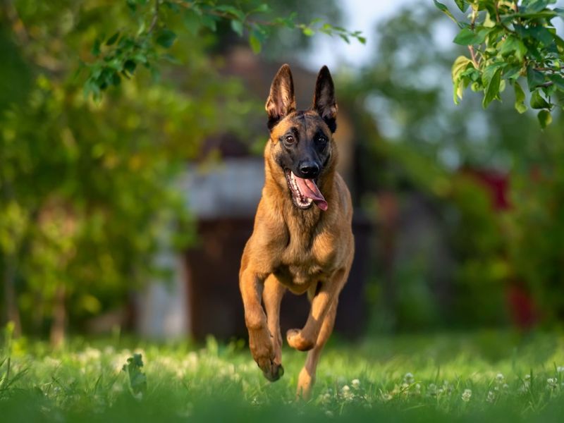 Belgian Malinois