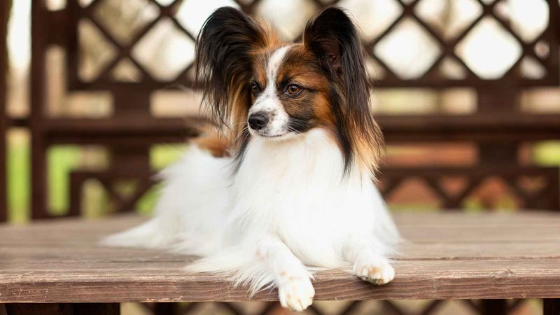 Papillons