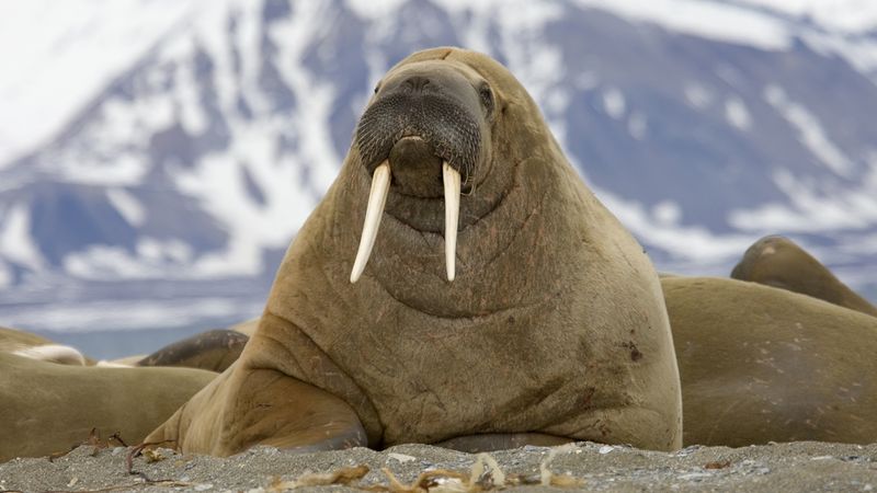 Walrus