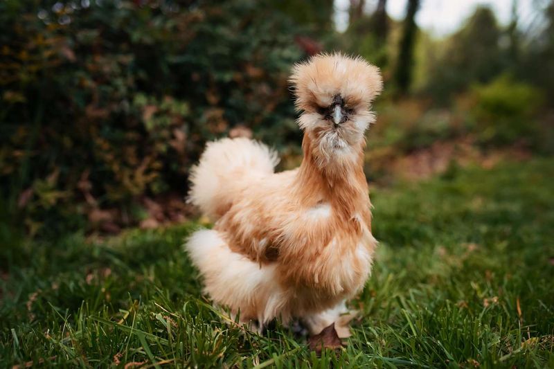 Silkie Chickens