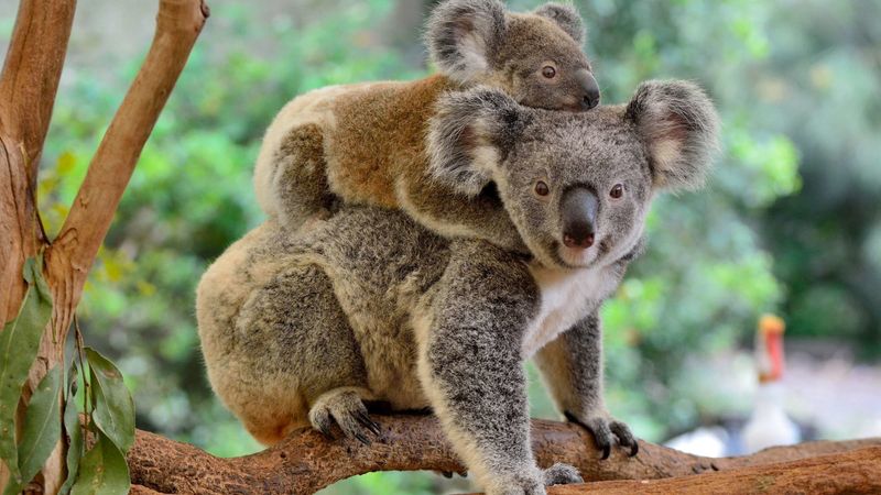 Piggyback Rides For Months
