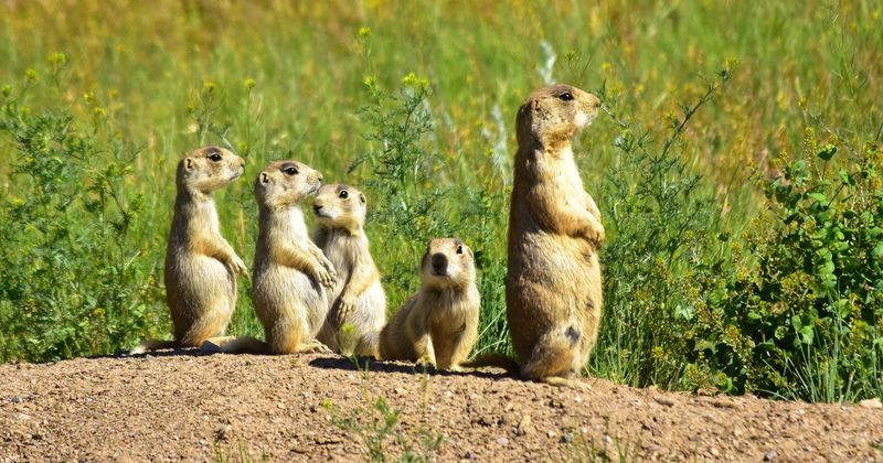 Prairie Dogs And Ecosystem