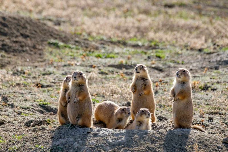 Prairie Dog Predators