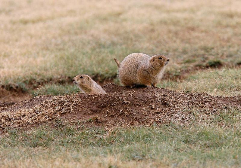 Prairie Dog Towns