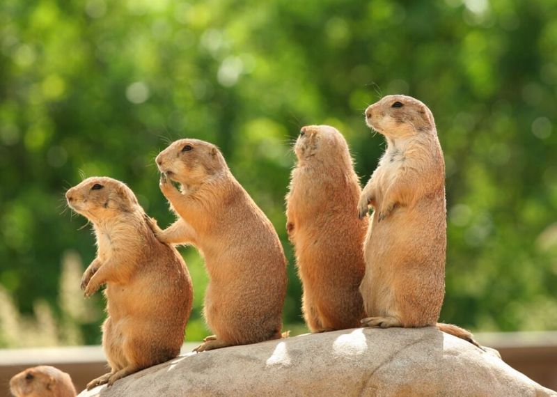 Prairie Dog Conservation