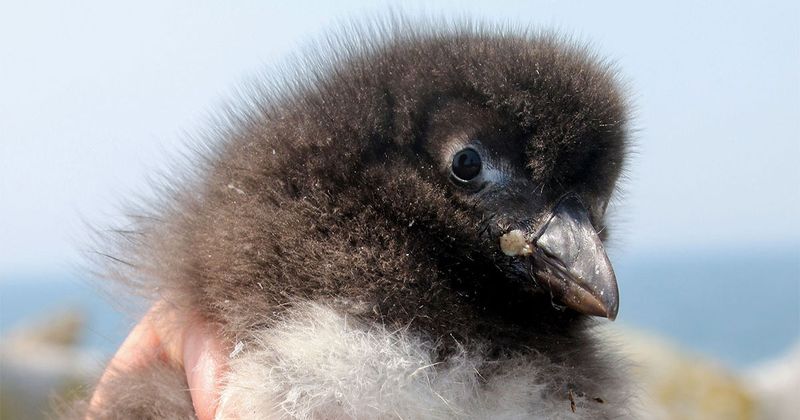 Puffin Pufflings
