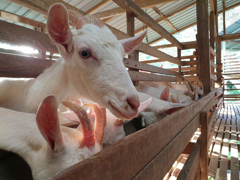 Dairy Goats