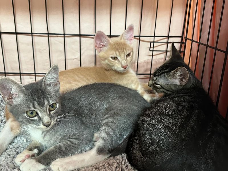 Promote Spaying And Neutering