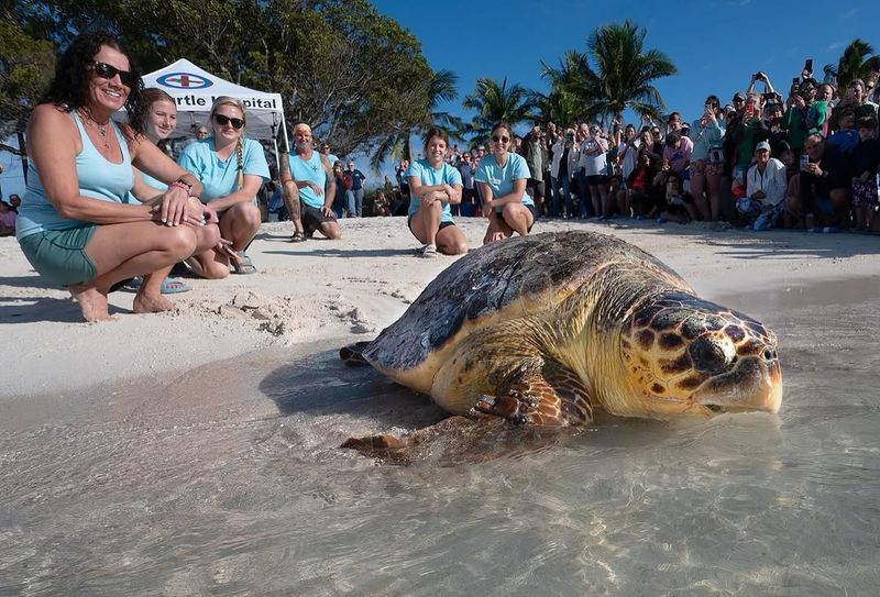 Loggerhead Turtle