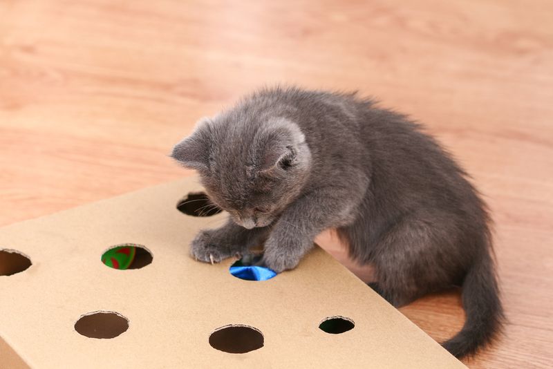 Provide Enrichment Toys