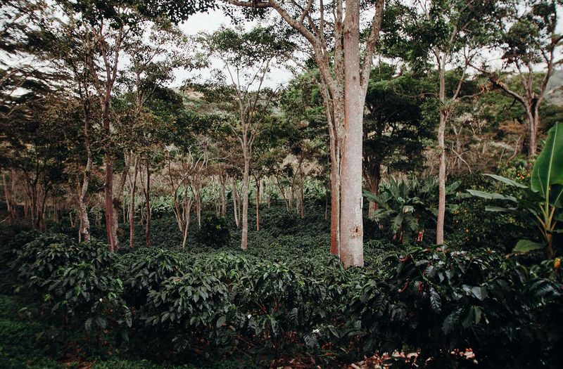Support Bird-Friendly Coffee