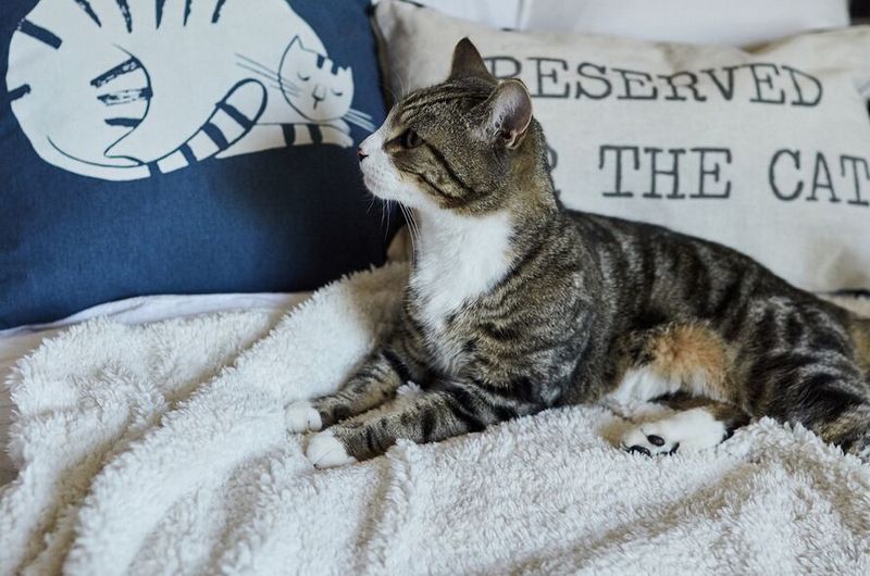 Create Scent-Soaked Comfort Items