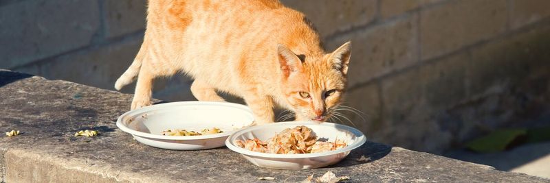 Establish A Feeding Routine