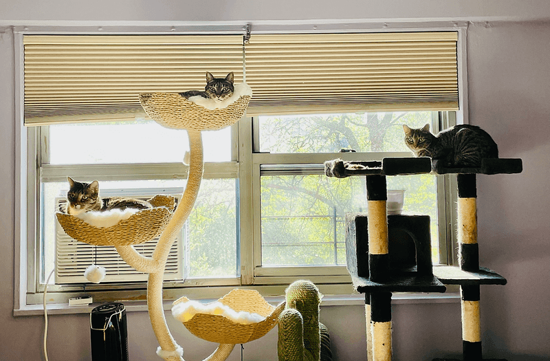 Create Window Watching Stations