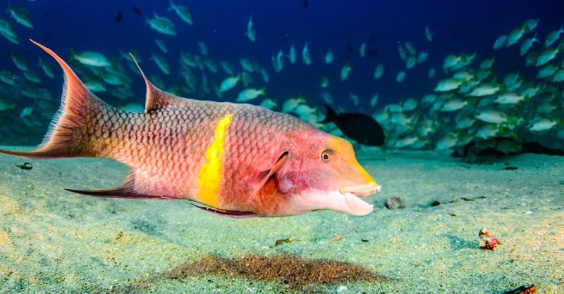 Hogfish