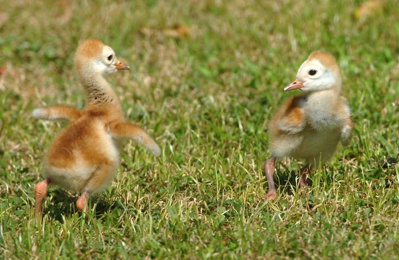 Crane Colts On Stilts