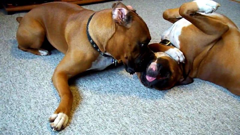 Boxer