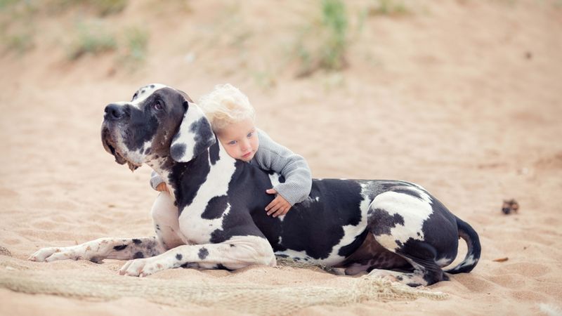 Great Dane