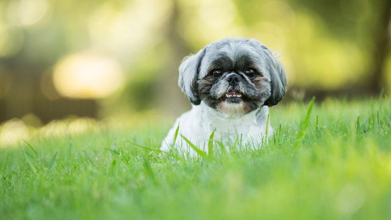 Shih Tzu