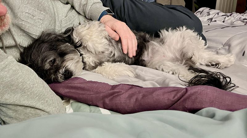 Havanese