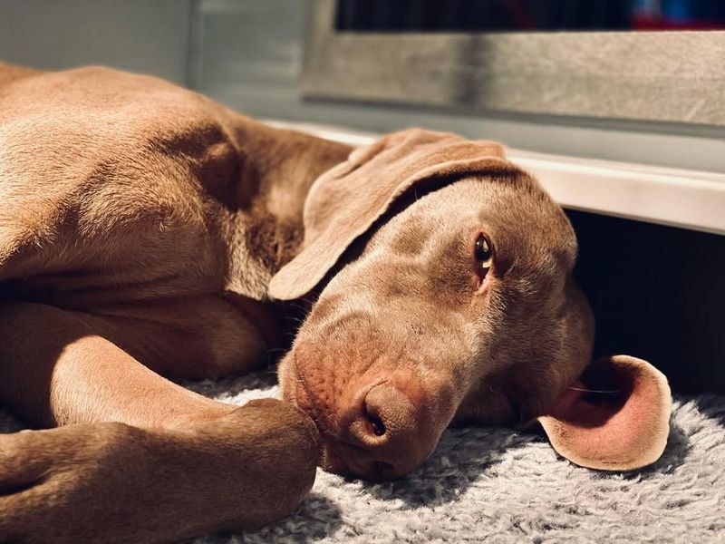 Weimaraner