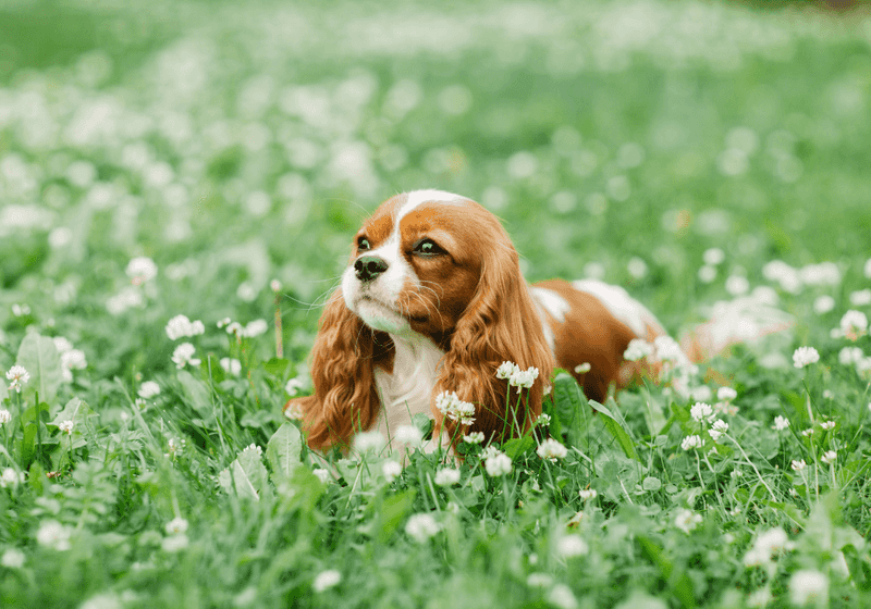 Cavalier King Charles Spaniel