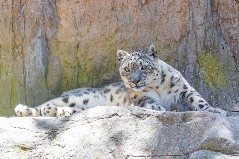 Snow Leopards Are Always Cold