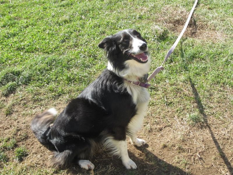 English Shepherd