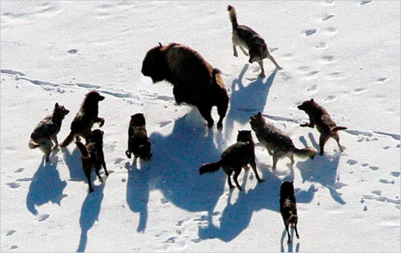 Hunting Cooperation