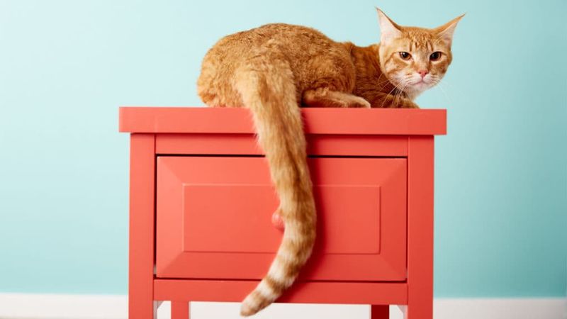Tail Position Tells The Truth