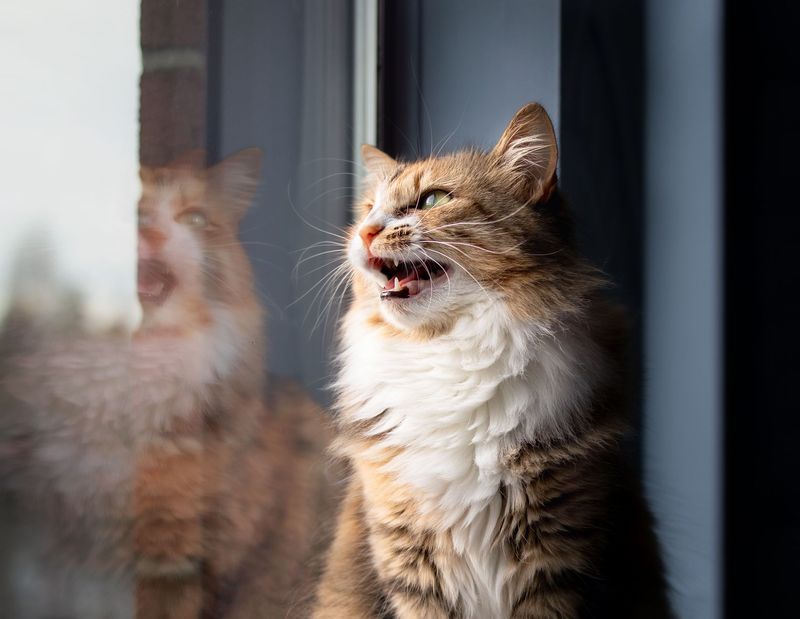 Chirping At Birds