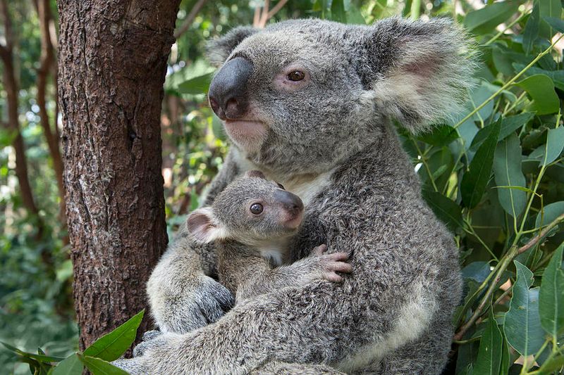 Snuggling With Their Young