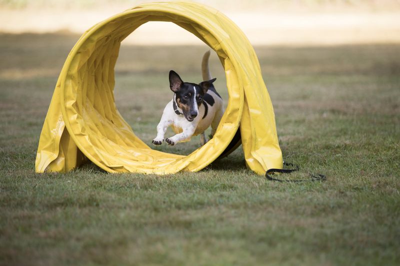 Canine Sports