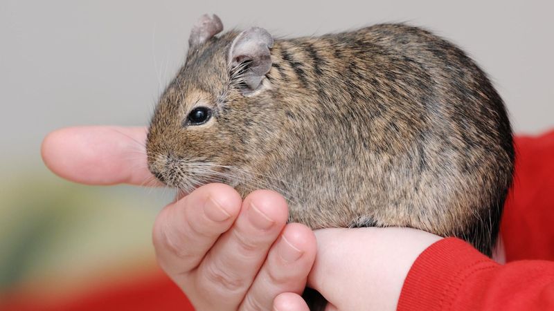 Degu