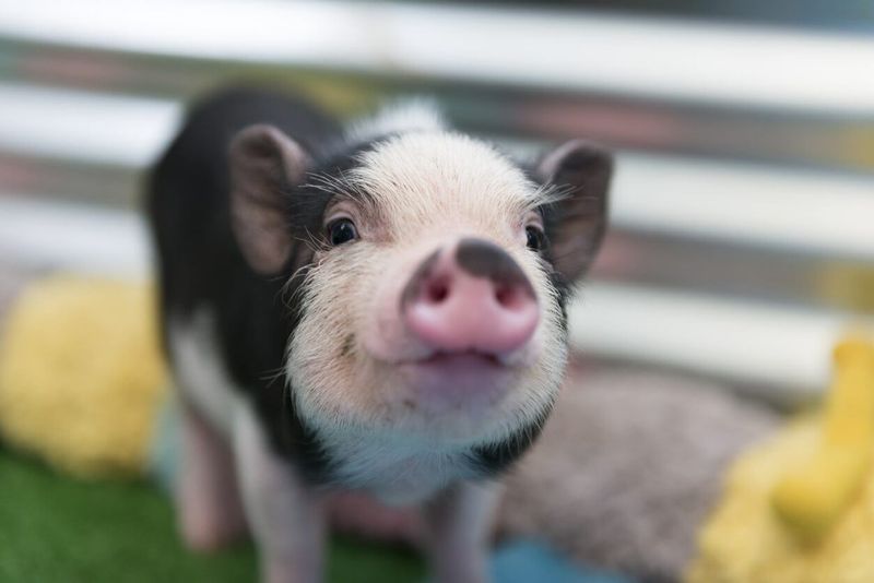 Potbellied Pigs