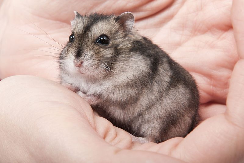 Dwarf Hamster