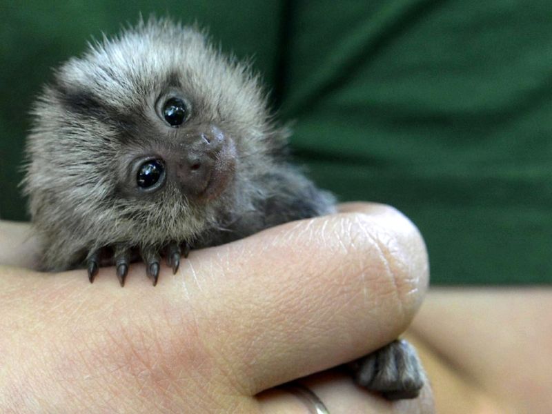 Pygmy Marmoset