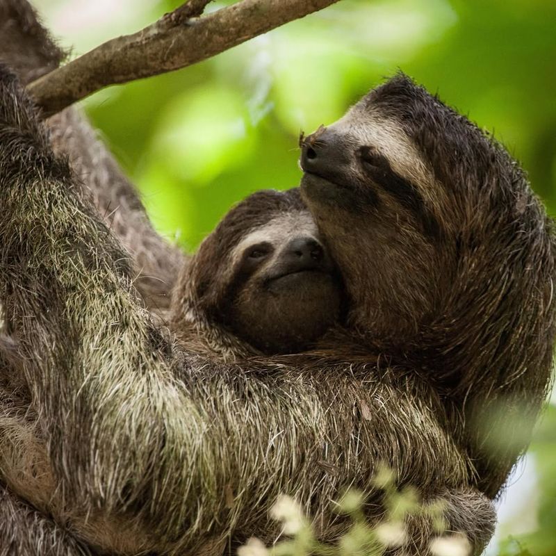 Pygmy Sloth