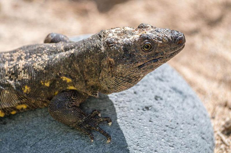 La Palma Giant Lizard