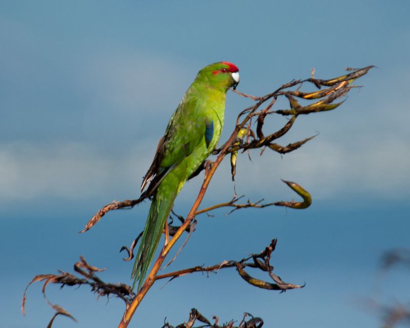 Kākāriki
