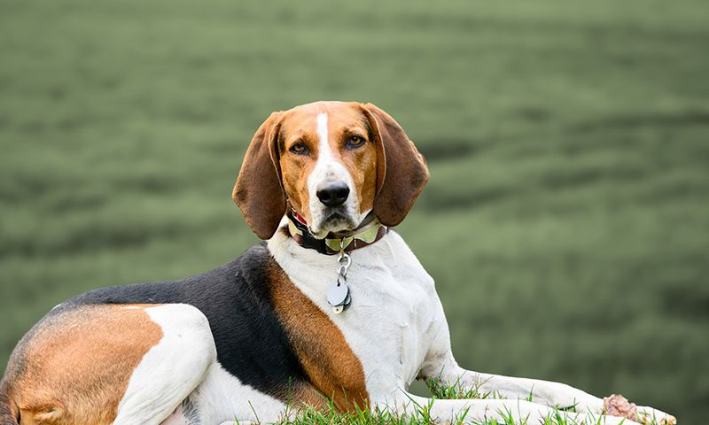 Treeing Walker Coonhound: The Countryside Athlete