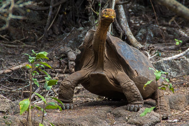 Galápagos Tortoise