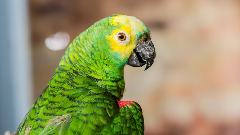 Amazon Parrot