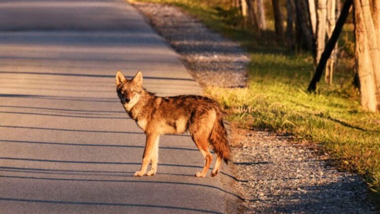 Question Of The Day What’s It Really Like To Live Near Coyotes
